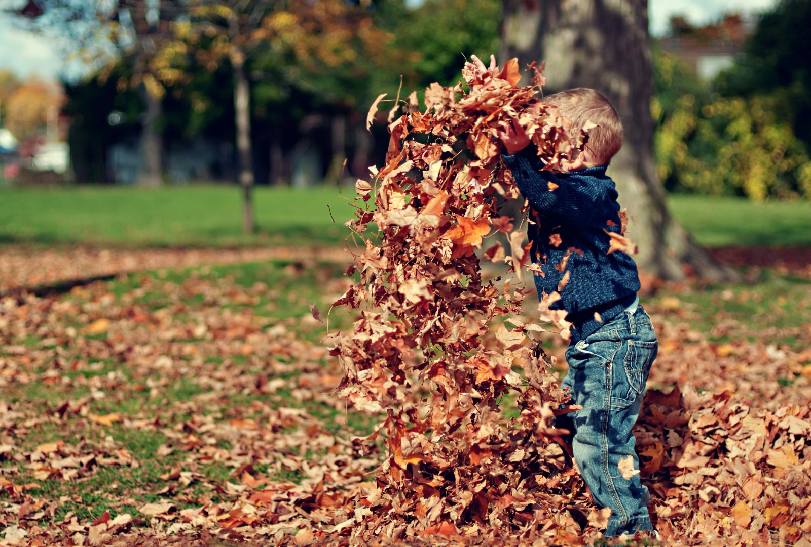 Collage de feuilles d'automne : créer avec la nature